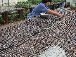 大豆の種を蒔くのが春の大仕事