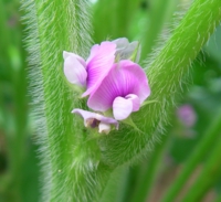 大豆の花