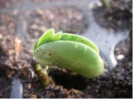 大豆の発芽