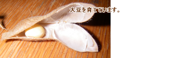 味噌作り教室の大豆